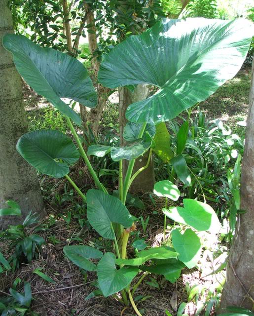 alocasia alba_elephants ears plant(1) 