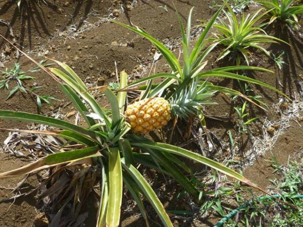 ananas comosus pineapple fruit 