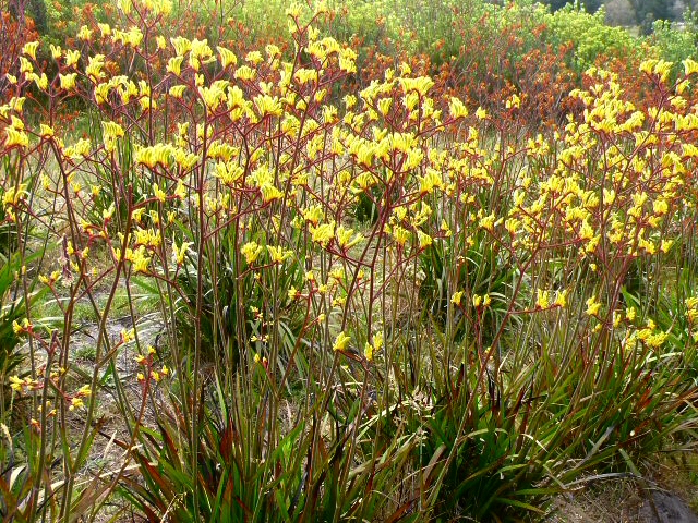anigozanthos hybrid kangaroo paw landscape yellow 2 