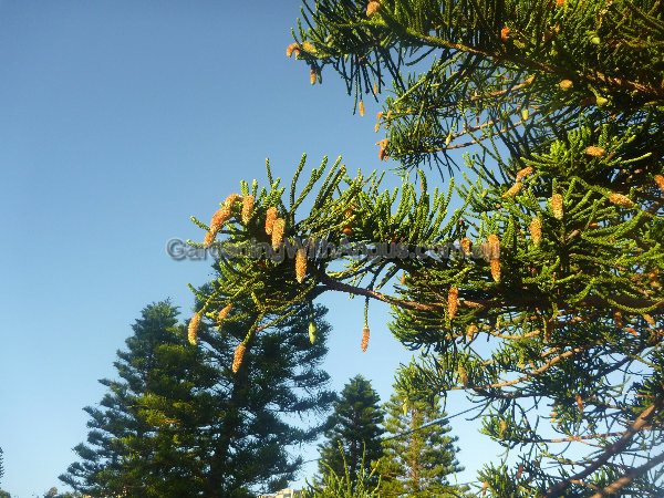 araucaria heterophylla norfolk island pine 002 