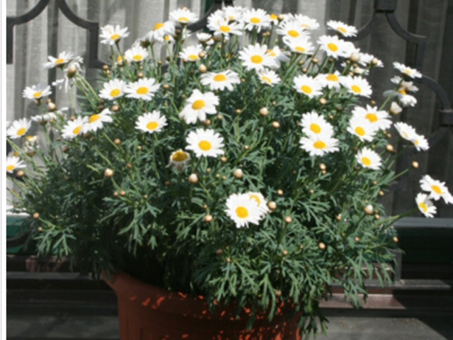 argyranthemum hybrid marguerite daisy polly 2 