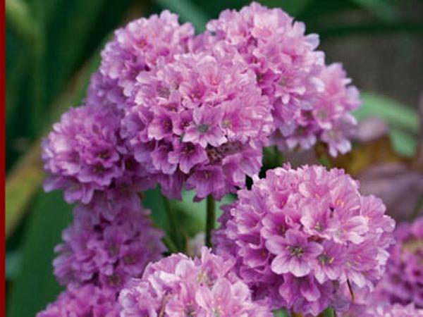 armeria alpina_armeria bees lilac 