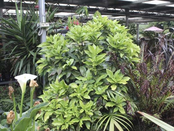 aucuba japonica variegata gold dust plant 