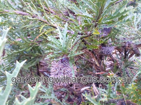 banksia aculeata prickly banksia 003(2) 