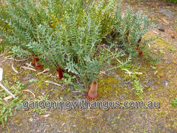 banksia blechnifolia groundcover banksia 001 