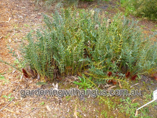 banksia blechnifolia groundcover banksia 002 