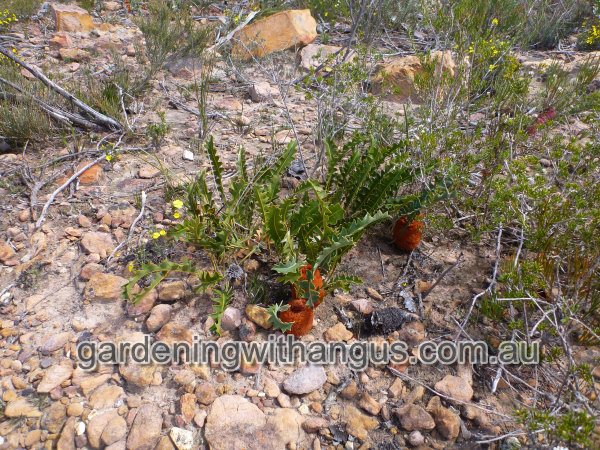 banksia blechnifolia groundcover banksia 003 