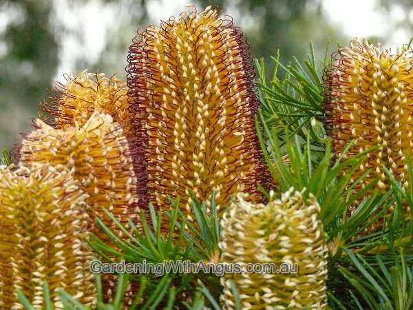 banksia cherry candles 001 