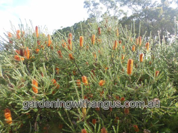 banksia ericifolia_heath banksia 001 