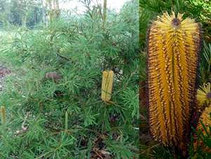 banksia spinulosa honeypots 