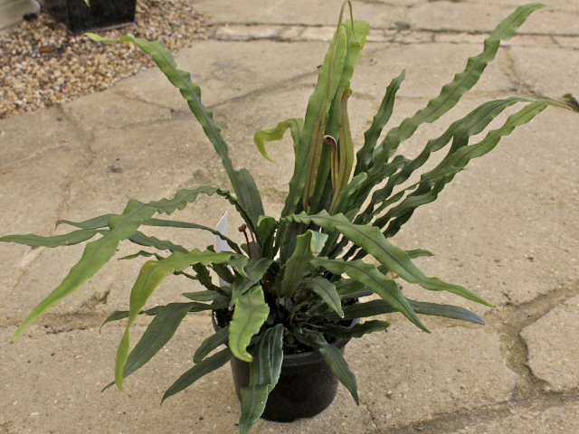 blechnum pattersonii strap water fern 1 