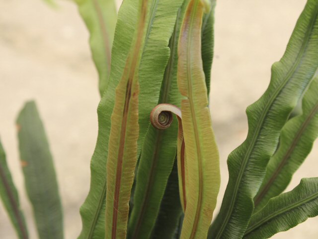 blechnum pattersonii strap water fern 2jpg 
