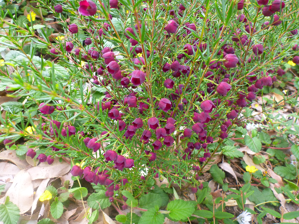 boronia purple jared002.png
