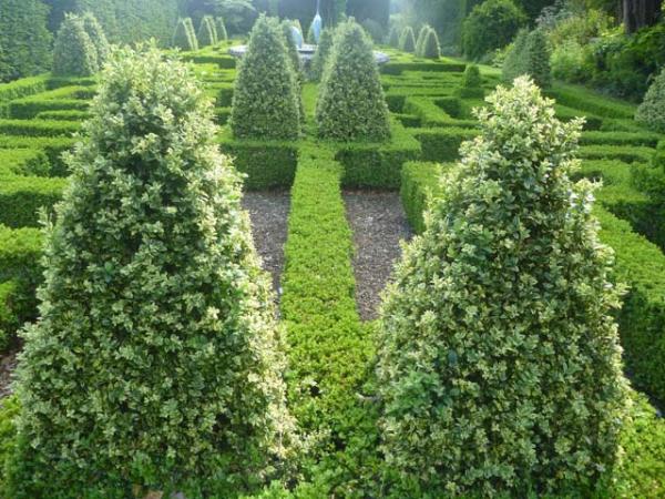 buxus sempervirens topiary 