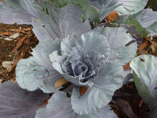 cabbage brassica oleracea 001 