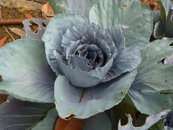 cabbage brassica oleracea 002 