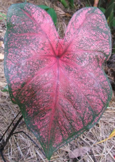 caladium_caladium hue of pink leaf 