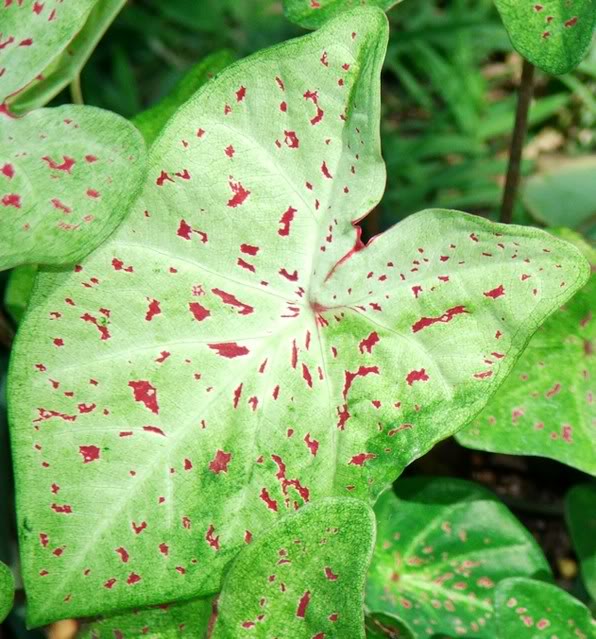 caladium_caladium palette leaf 