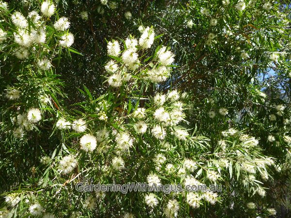 callistemon salignus willow bottlebrush 004 
