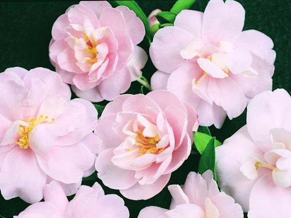 camellia sasanqua camellia paradise audrey 