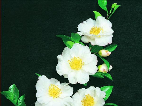 camellia sasanqua camellia paradise barbara 