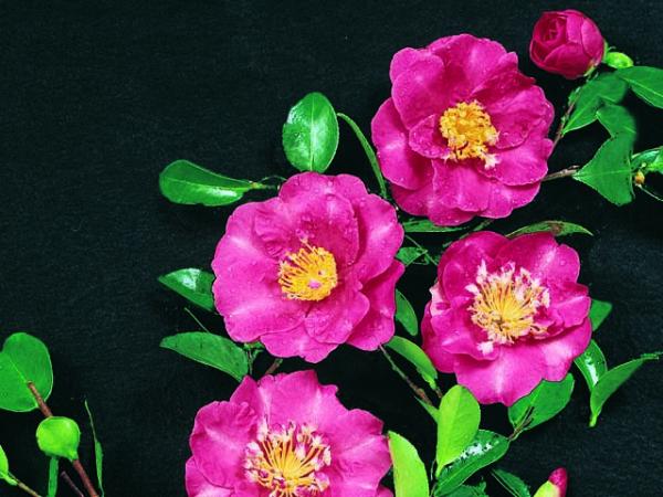 camellia sasanqua camellia paradise belinda 