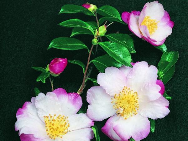 camellia sasanqua camellia paradise bettylynda 