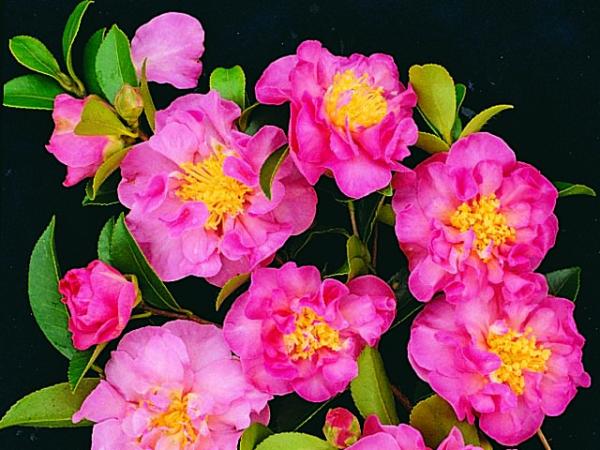 camellia sasanqua camellia paradise beverly 