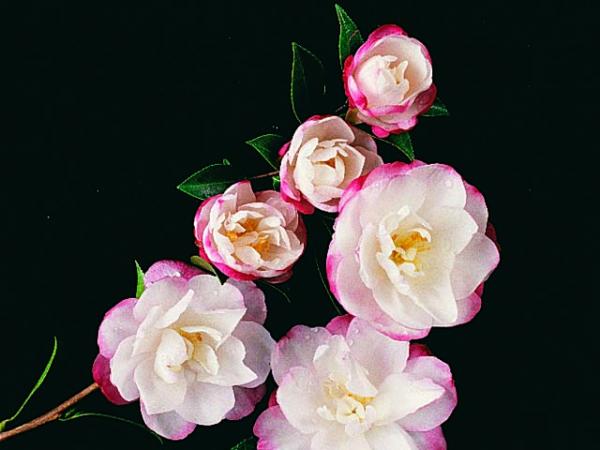 camellia sasanqua camellia paradise blush 
