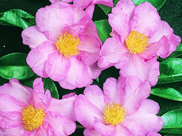 camellia sasanqua_camellia paradise diana 