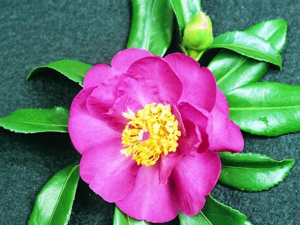 camellia sasanqua camellia paradise donna 