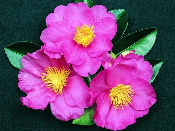 camellia sasanqua camellia paradise emily 