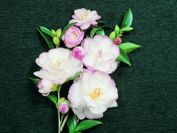 camellia sasanqua_camellia paradise gillian 