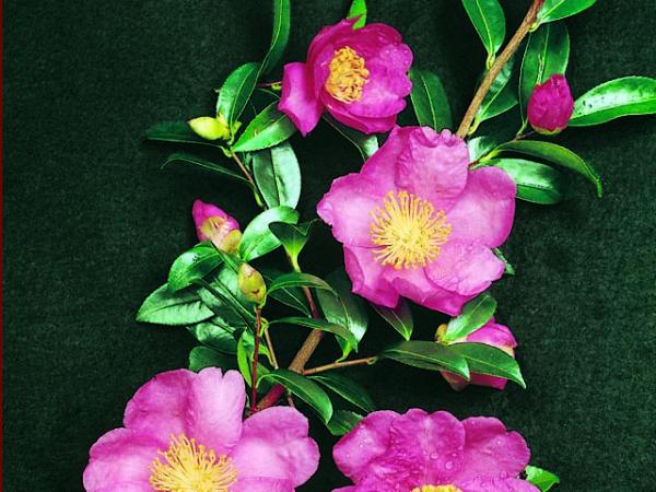 camellia sasanqua camellia paradise glow 