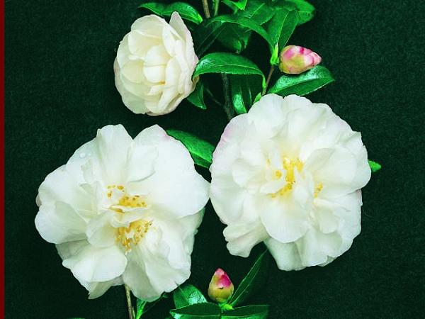 camellia sasanqua camellia paradise helen 