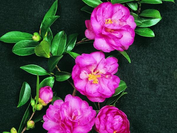 camellia sasanqua camellia paradise hilda 