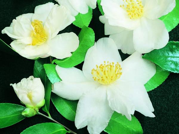 camellia sasanqua camellia paradise janell 