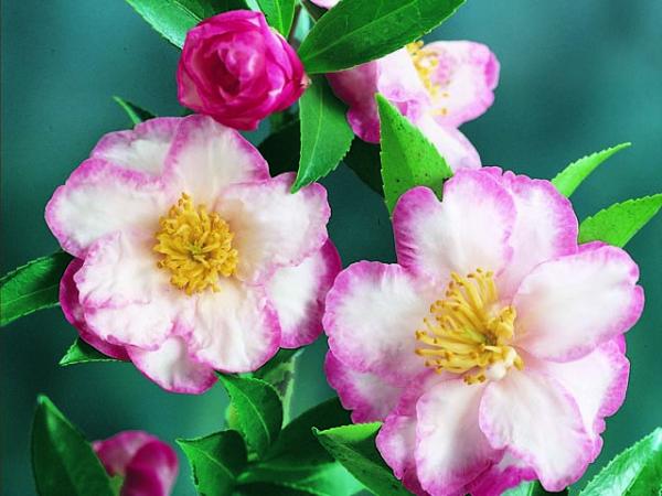 camellia sasanqua camellia paradise jennifer 