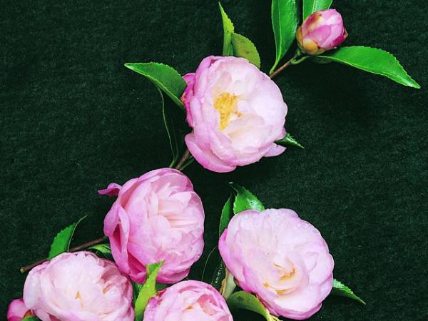 camellia sasanqua camellia paradise jill 