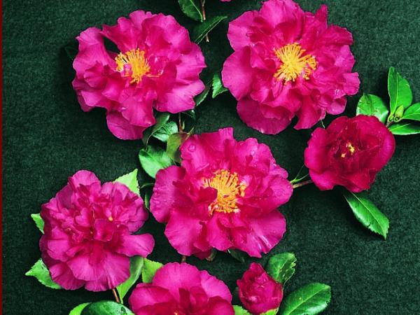 camellia sasanqua camellia paradise joan 