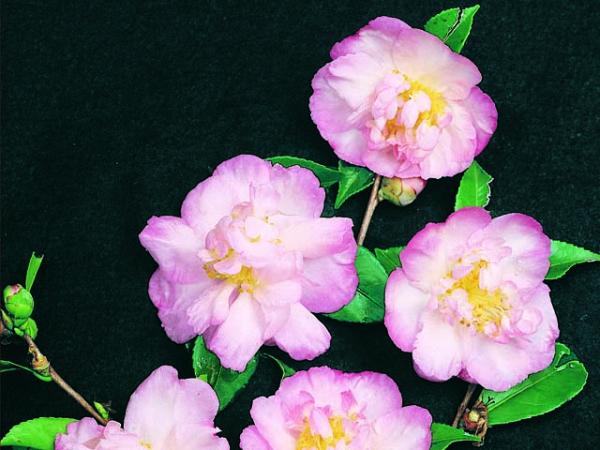 camellia sasanqua camellia paradise leonie 