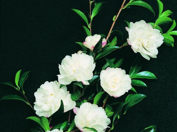 camellia sasanqua camellia paradise little liane 