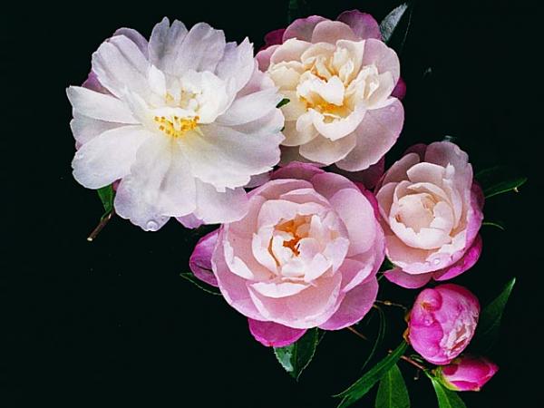 camellia sasanqua camellia paradise pearl 