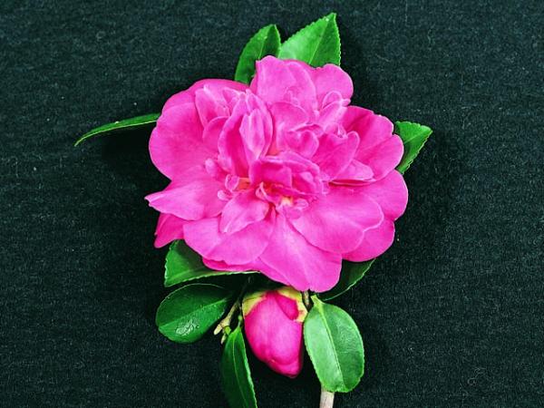 camellia sasanqua camellia paradise rebecca 