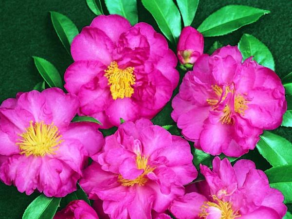 camellia sasanqua camellia paradise sandra 