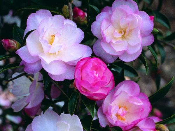camellia sasanqua camellia paradise sayaka 