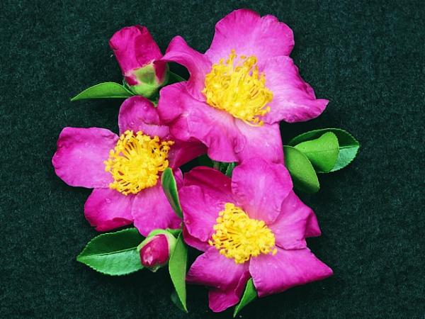 camellia sasanqua camellia paradise simone 