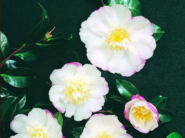 camellia sasanqua camellia paradise vanessa 