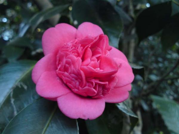 camellia1 