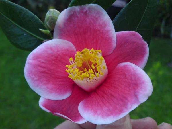 camellia2 